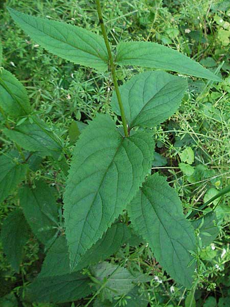 Scrophularia nodosa \ Knotige Braunwurz, D Ketsch 6.6.2006