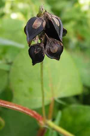 Fagopyrum esculentum \ Echter Buchweizen / Buckwheat, D Mannheim 5.11.2013