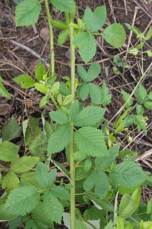 Rubus rhombicus ? \ Rhombische Haselblatt-Brombeere / Rhombic Bramble, D Schlossböckelheim 31.5.2012