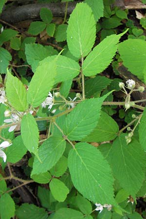 Rubus fruticosus agg. \ Brombeere / Bramble, Blackberry, D Schwarzwald/Black-Forest, Reichental 7.7.2012