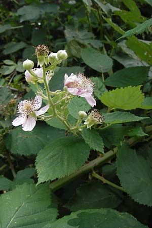 Rubus armeniacus \ Garten-Brombeere, Armenische Brombeere / Armenian Blackberry, Himalayan Blackberry, D Frankfurt-Fechenheim 14.7.2012