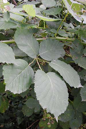 Rubus armeniacus \ Garten-Brombeere, Armenische Brombeere, D Frankfurt-Fechenheim 14.7.2012