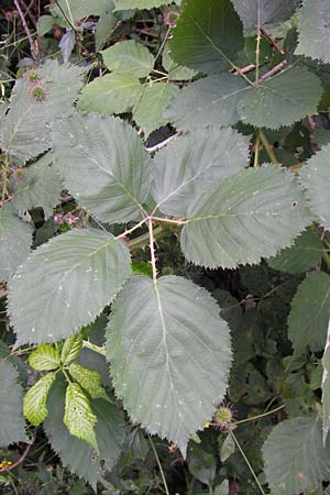 Rubus armeniacus \ Garten-Brombeere, Armenische Brombeere, D Frankfurt-Fechenheim 14.7.2012