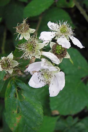 Rubus fruticosus agg. \ Brombeere, D Frankfurt-Schwanheim 14.7.2012