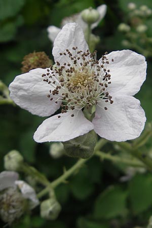 Rubus armeniacus \ Garten-Brombeere, Armenische Brombeere / Armenian Blackberry, Himalayan Blackberry, D Mainz 31.5.2012