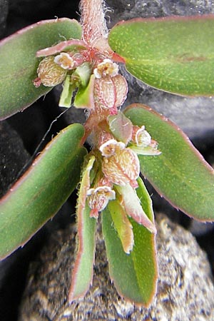 Chamaesyce maculata \ Gefleckte Wolfsmilch / Spotted Spurge, Spotted Sandmat, D Mannheim 19.6.2009