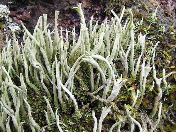 Cladonia pyxidata \ Echte Becher-Flechte / Pixie Cup Lichen, D Odenwald, Brandau 30.7.2014