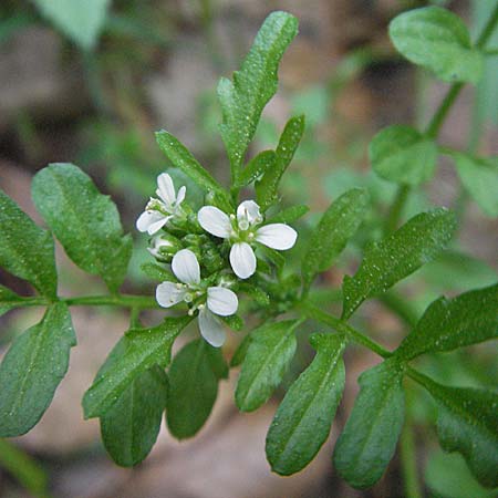 Cardamine flexuosa / Wavy Bitter-Cress, D Spessart, Steinau 6.5.2006