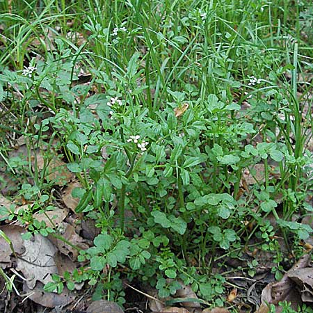 Cardamine flexuosa \ Wald-Schaumkraut, D Spessart, Steinau 6.5.2006