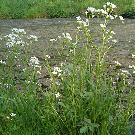 Cardamine amara \ Bitteres Schaumkraut / Large Bitter-Cress, D Werbach 6.5.2006