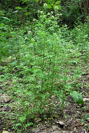 Cardamine impatiens / Narrow-Leaved Bitter-Cress, D Odenwald, Unterabtsteinach 23.5.2006