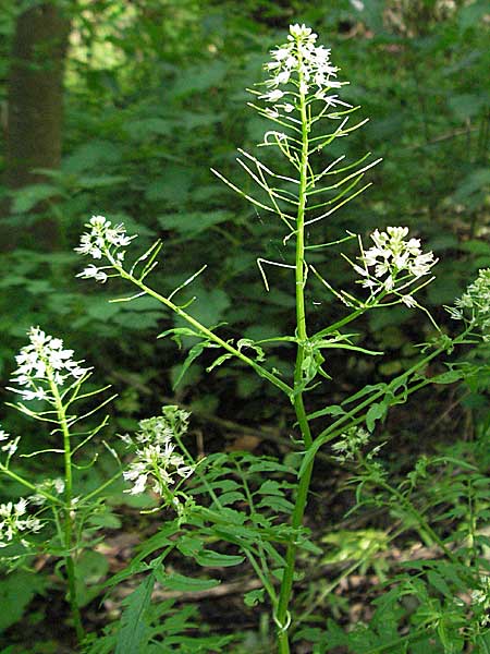 Cardamine impatiens \ Spring-Schaumkraut / Narrow-Leaved Bitter-Cress, D Odenwald, Unterabtsteinach 23.5.2006