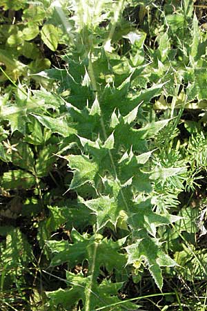 Carduus nutans \ Nickende Distel / Musk Thistle, D Pfalz, Landau 26.6.2006