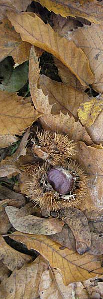 Castanea sativa \ Edel-Kastanie, Ess-Kastanie / Sweet Chestnut, D Weinheim an der Bergstraße 28.10.2006