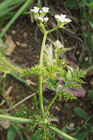 Caucalis platycarpos / Small Bur Parsley, D Neuleiningen 12.6.2007