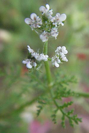 Caucalis platycarpos \ Mhren-Haftdolde / Small Bur Parsley, D Neuleiningen 12.6.2007