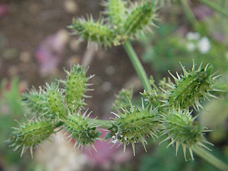 Caucalis platycarpos \ Mhren-Haftdolde / Small Bur Parsley, D Neuleiningen 12.6.2007