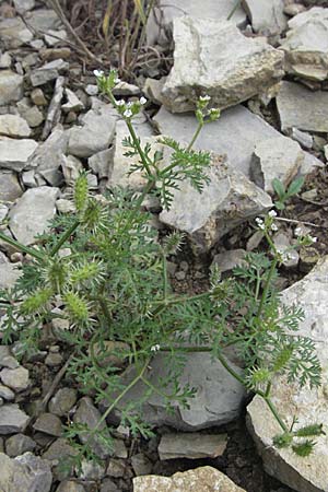 Caucalis platycarpos \ Mhren-Haftdolde, D Karlstadt 16.6.2007