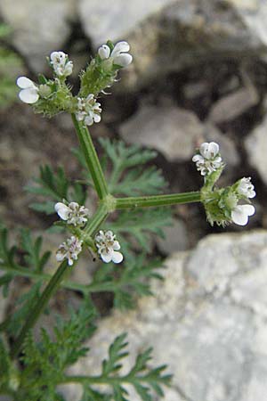 Caucalis platycarpos \ Mhren-Haftdolde / Small Bur Parsley, D Karlstadt 16.6.2007