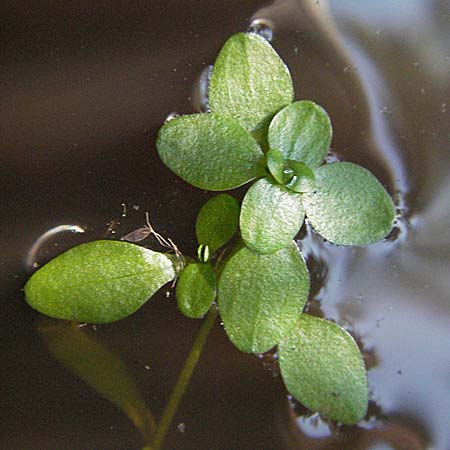 Callitriche palustris s.l. \ Sumpf-Wasserstern, D Mörfelden-Walldorf 6.8.2007