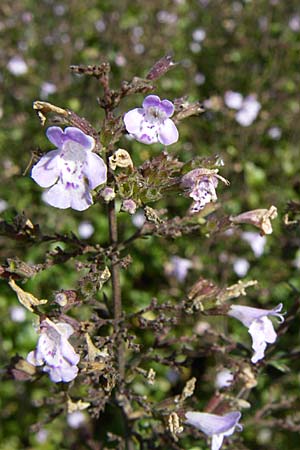 Clinopodium einseleanum / Einsele's Calamint, D Weinheim an der Bergstraße 30.9.2007