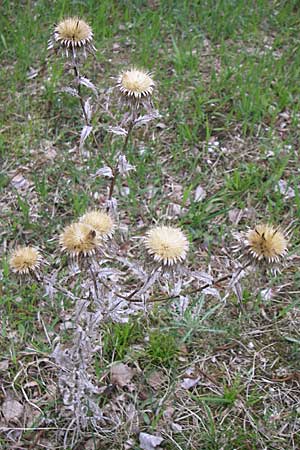 Carlina vulgaris \ Golddistel / Carline Thistle, D Laudenbach an der Bergstraße 21.4.2008