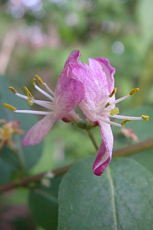 Lonicera tatarica \ Tataren-Heckenkirsche, D Mannheim 24.4.2008