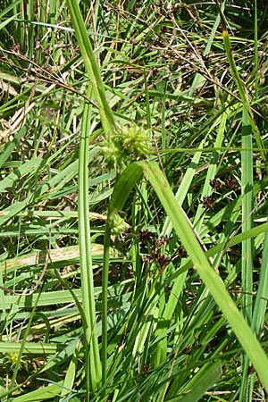 Carex flava \ Groe Gelb-Segge / Large Yellow-Sedge, D Karlsruhe Fritschlach 31.7.2008