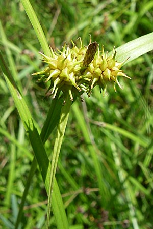 Carex flava \ Groe Gelb-Segge / Large Yellow-Sedge, D Karlsruhe Fritschlach 31.7.2008