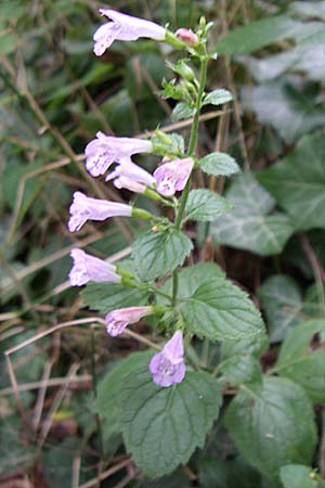 Clinopodium menthifolium subsp. menthifolium \ Wald-Bergminze, D Sasbach am Kaiserstuhl 23.8.2008