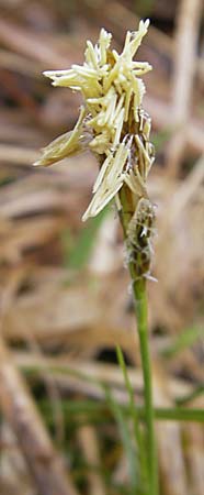 Carex spec5 ? \ Segge / Sedge, D Günzburg 18.4.2009