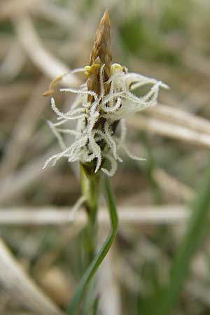 Carex caryophyllea \ Frhlings-Segge / Spring Sedge, D Augsburg 18.4.2009