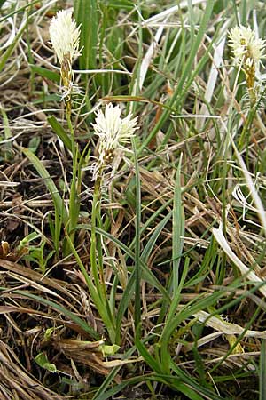 Carex caryophyllea / Spring Sedge, D Augsburg 18.4.2009