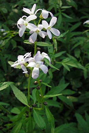 Cardamine bulbifera \ Knllchen-Zahnwurz, Zwiebel-Zahnwurz, D Frankfurt-Enkheim 21.4.2009