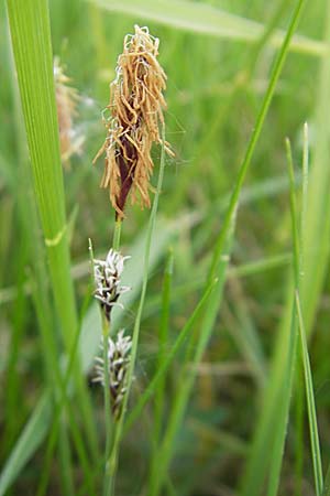 Carex panicea \ Hirse-Segge / Carnation Sedge, D Wörth-Büchelberg 23.4.2009