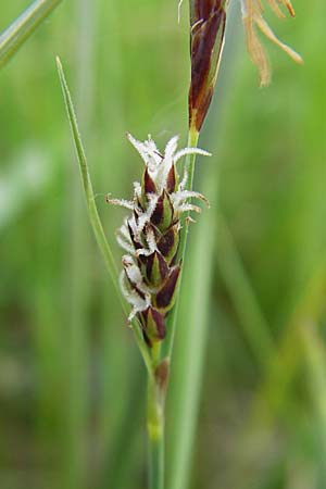 Carex panicea \ Hirse-Segge, D Wörth-Büchelberg 23.4.2009