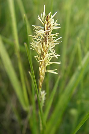 Carex praecox \ Frhe Segge / Vernal Sedge, D Wörth-Büchelberg 23.4.2009