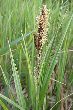 Carex riparia \ Ufer-Segge / Great Pond Sedge, D Wörth-Büchelberg 23.4.2009