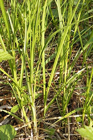 Carex spec1 ? \ Segge, D Wörth-Büchelberg 23.4.2009