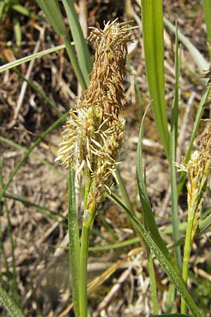 Carex caryophyllea \ Frhlings-Segge / Spring Sedge, D Karlstadt 25.4.2009