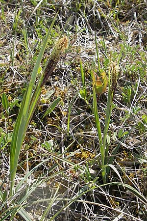 Carex flacca \ Blaugrne Segge / Blue Sedge, Carnation Grass, D Karlstadt 25.4.2009