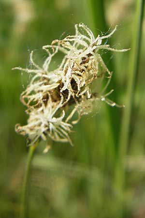 Carex praecox \ Frhe Segge / Vernal Sedge, D Karlstadt 25.4.2009