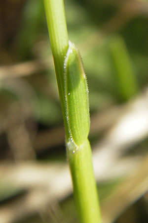 Sesleria caerulea \ Kalk-Blaugras / Moor Grass, D Karlstadt 25.4.2009