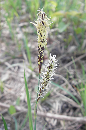 Carex flacca \ Blaugrne Segge / Blue Sedge, Carnation Grass, D Karlstadt 25.4.2009