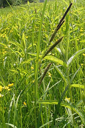 Carex riparia \ Ufer-Segge / Great Pond Sedge, D Lampertheim 3.5.2009