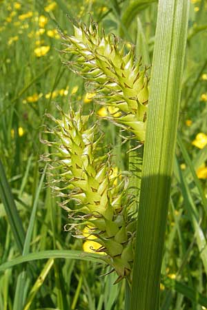 Carex vesicaria \ Blasen-Segge / Blister Sedge, D Lampertheim 3.5.2009