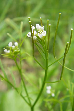 Cardamine parviflora \ Kleinbltiges Schaumkraut / Small-Flowered Bitter-Cress, D Lampertheim 16.5.2009