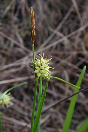 Carex lepidocarpa \ Schuppenfrchtige Gelb-Segge / Shed Sedge, D Memmingen 22.5.2009