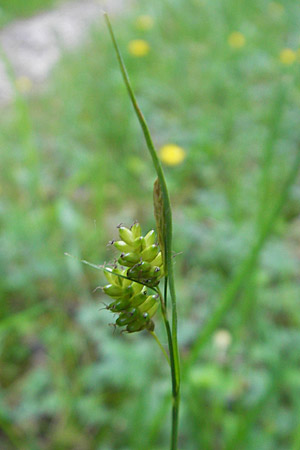 Carex pallescens \ Bleiche Segge, D Günzburg 22.5.2009