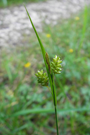 Carex pallescens \ Bleiche Segge, D Günzburg 22.5.2009